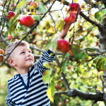 Apple Tree